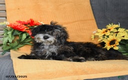 Miniature Poodle dogs for sale: Oakley - Image 9