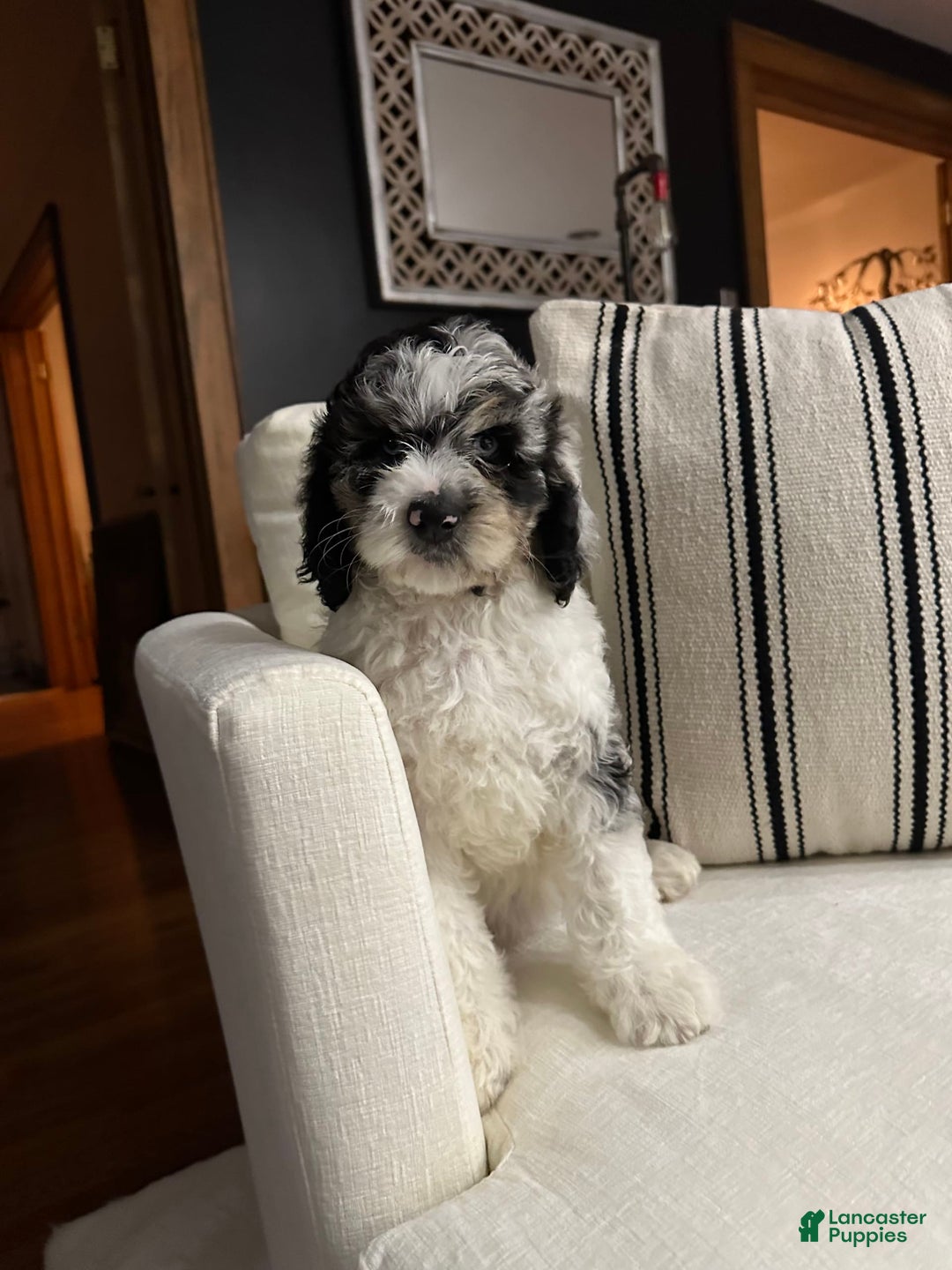 Labradoodle dogs for sale: Multigenerational Coco - Image 20