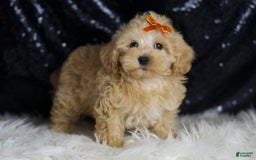 Maltipoo dogs for sale: Scotch - Image 2
