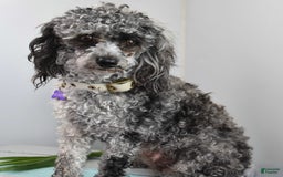 Toy Poodle dogs for sale: Sassy - House Trained - Image 4