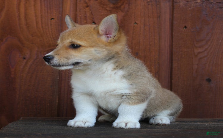 Welsh Corgi Pembroke dogs - Advert 29