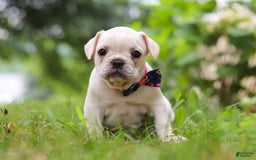 French Bulldog dogs for sale: Clover - Image 1