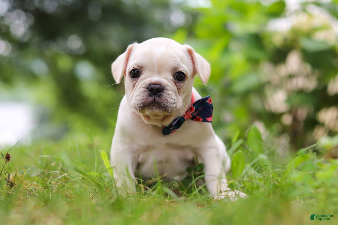 French Bulldog dogs for sale: Clover - Image 1