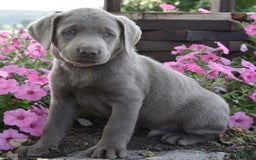Labrador Retriever dogs for sale: Caleb - Image 2