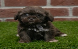 Shih Tzu dogs for sale: Goldie - Image 8