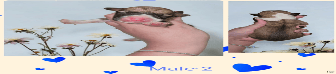 Male 2
