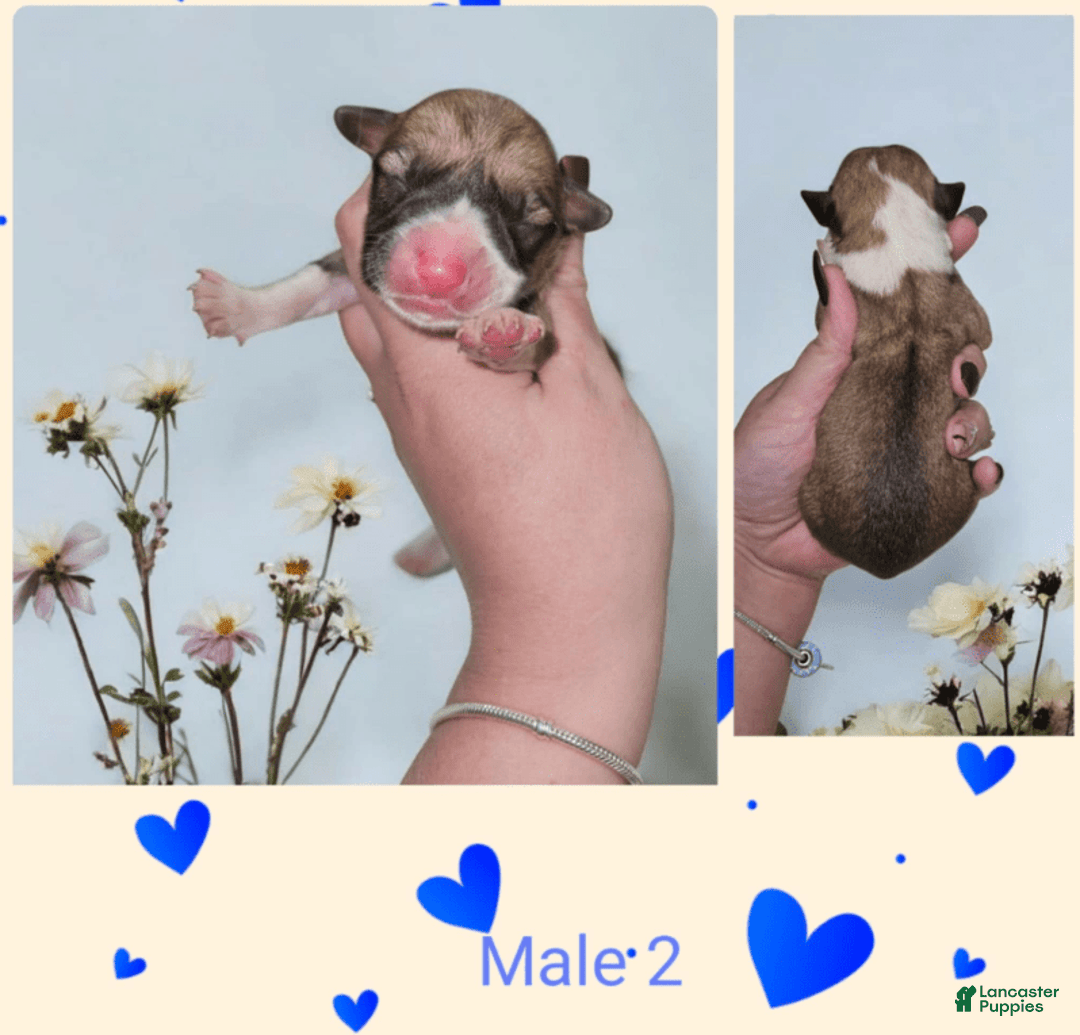 Welsh Corgi Pembroke dogs for sale: Male 2 - Image 1