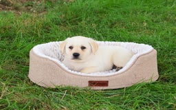 Labrador Retriever dogs for sale: Labrador Retriever 8 puppies - Image 16