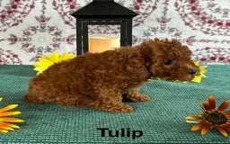 Toy Poodle dogs for sale: Tulip - Image 3