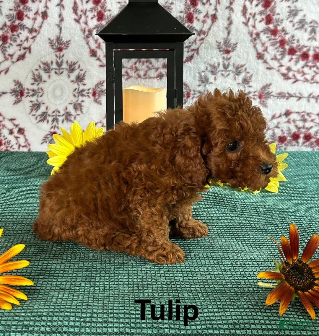 Toy Poodle dogs for sale: Tulip - Image 3