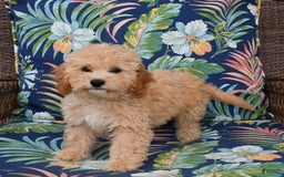 Forever dogs for sale: Remi - Image 1