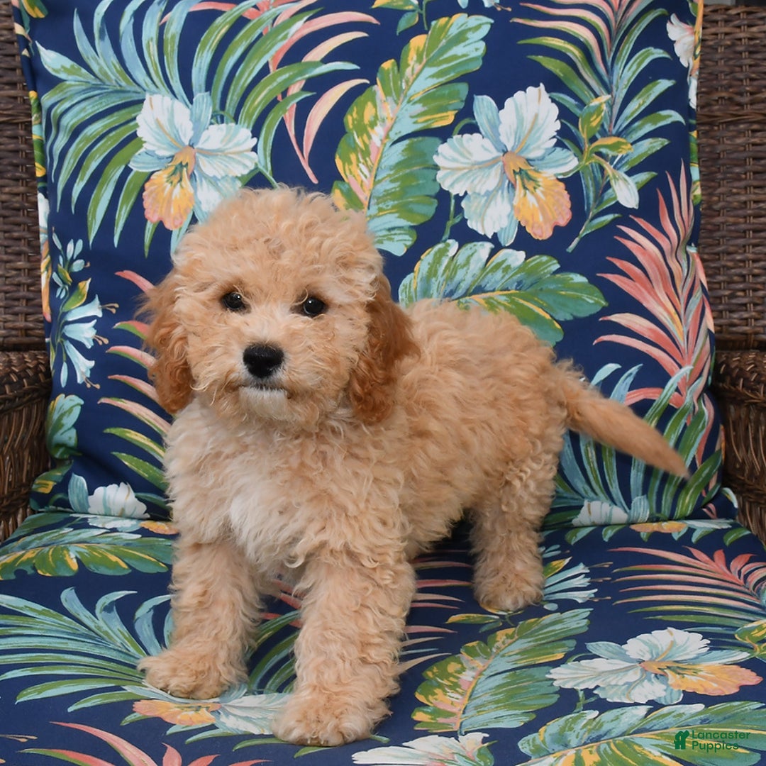 Forever dogs for sale: Remi - Image 1