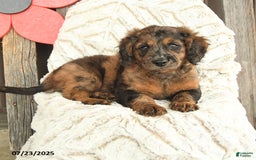 Mini Goldendoodle dogs for sale: Monty - Image 3