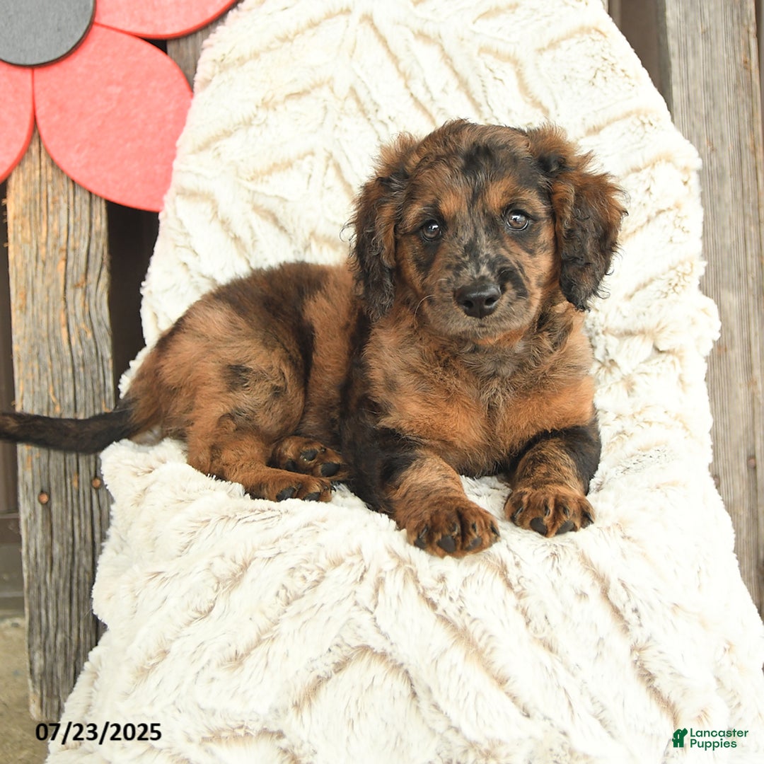 Mini Goldendoodle dogs for sale: Monty - Image 3