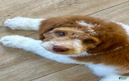 Bernedoodle dogs for sale: Ryder - Image 10