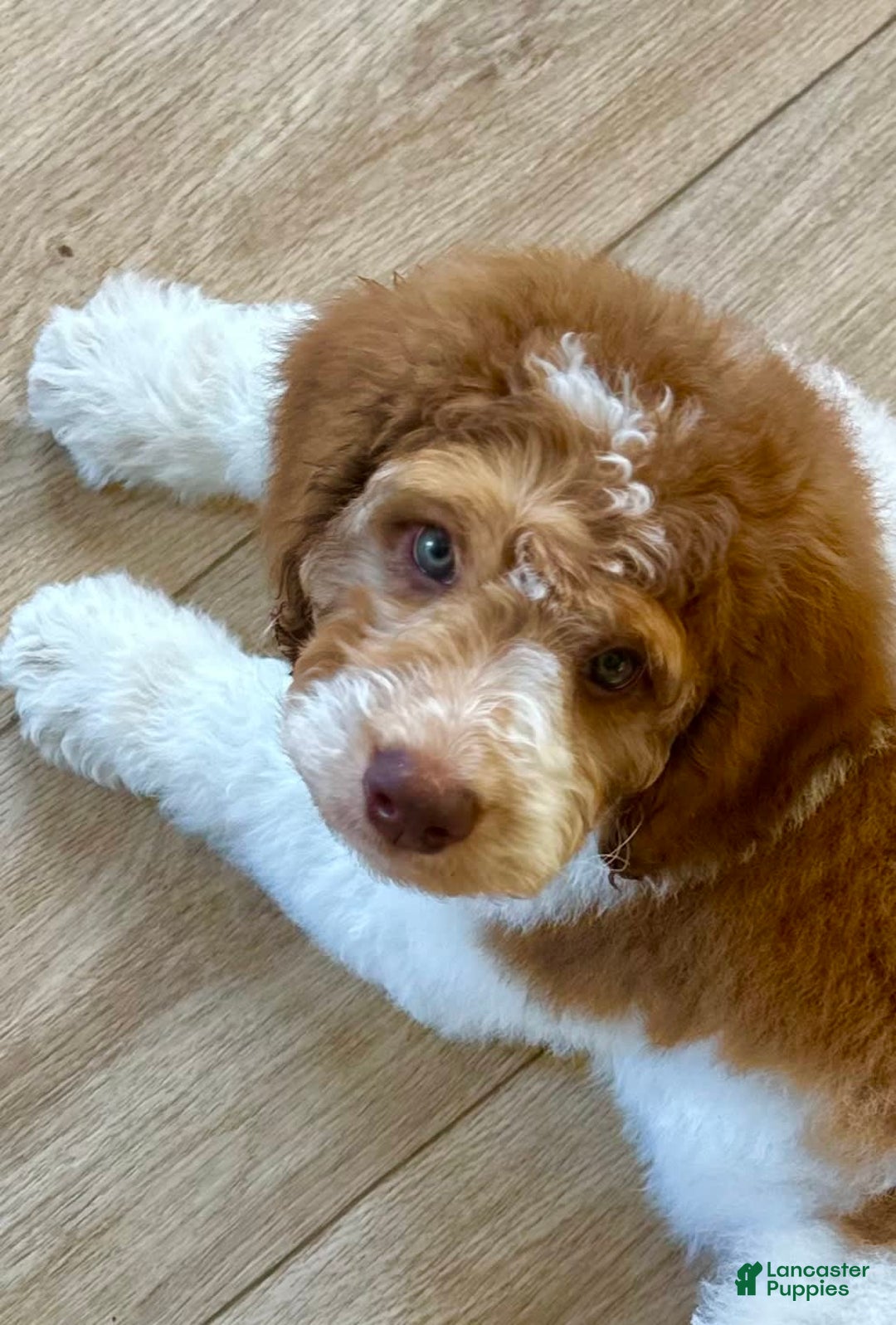 Bernedoodle dogs for sale: Ryder - Image 10