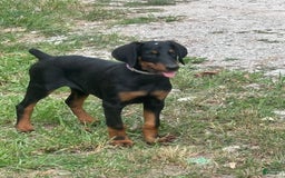 Doberman Pinscher dogs for sale: Annabelle Dad Is Health Tested - Image 3