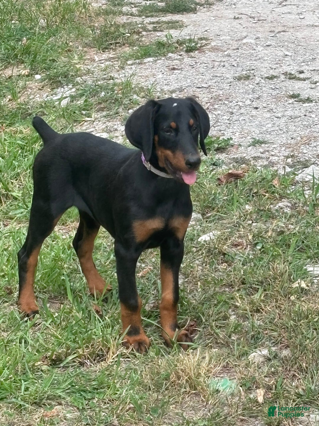 Doberman Pinscher dogs for sale: Annabelle Dad Is Health Tested - Image 3