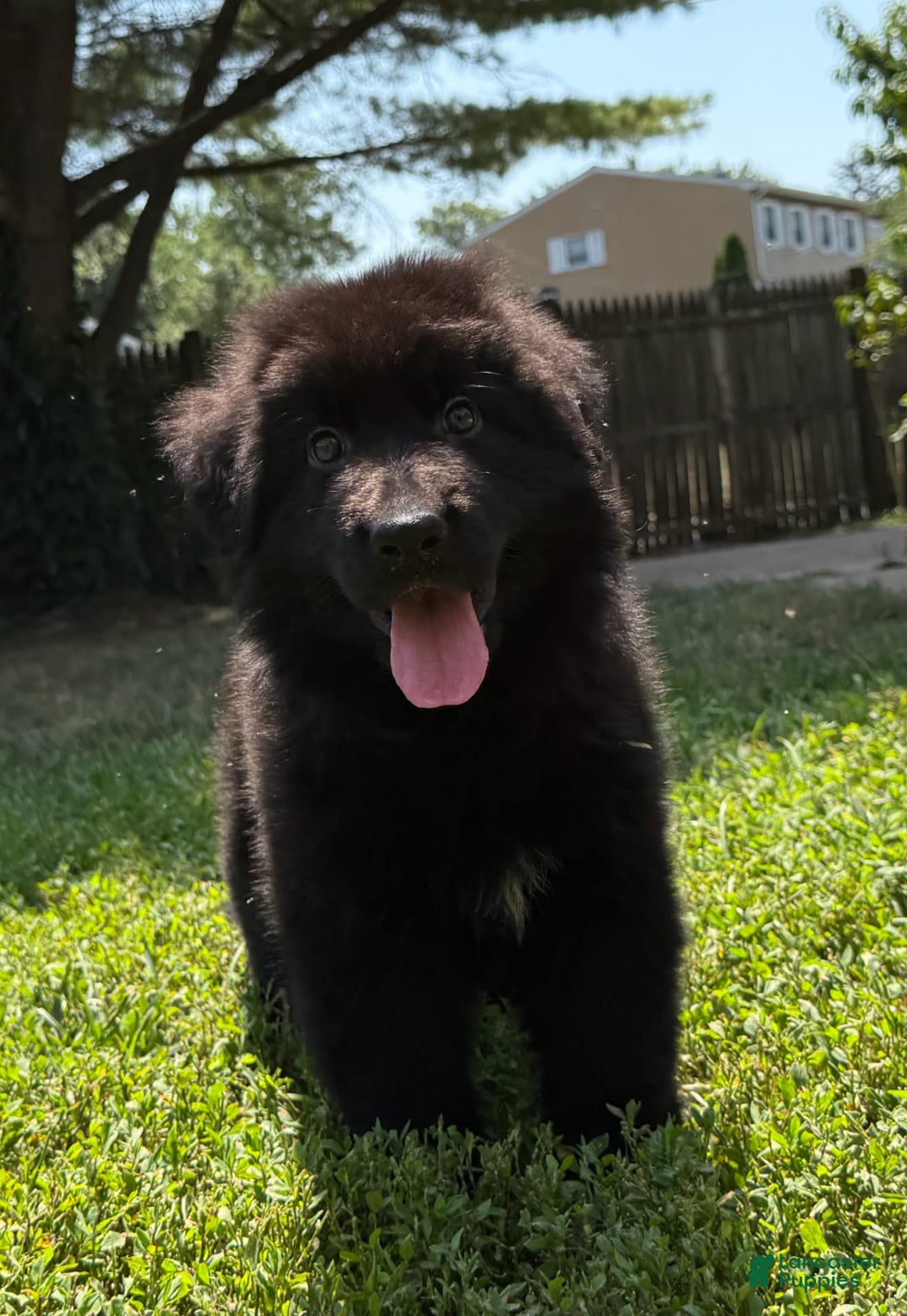 German Shepherd dogs for sale: Ranger - Image 3