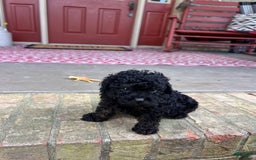 Cavapoo dogs for sale: Randy - Image 1