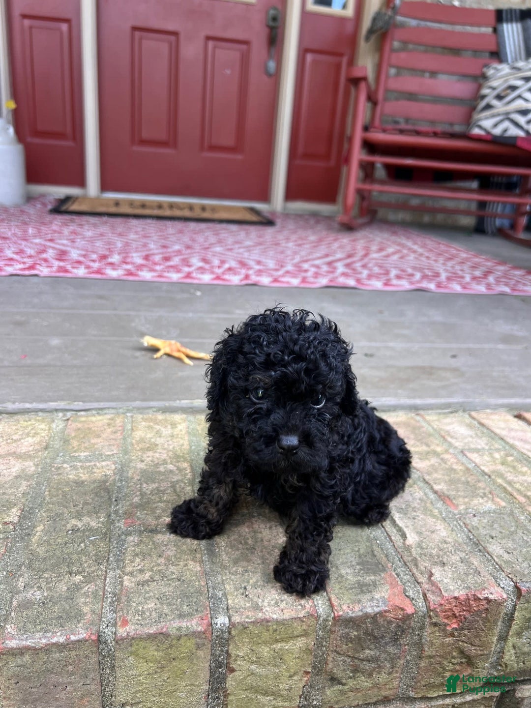 Cavapoo dogs for sale: Randy - Image 1