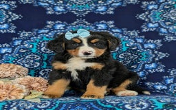 Bernese Mountain Dog dogs for sale: Gemini - Image 5
