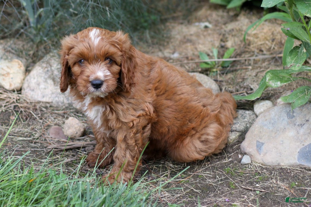 Cavapoo dogs for sale: Snip - Image 2