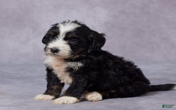 Mini Bernedoodle dogs for sale: Clay - Image 2