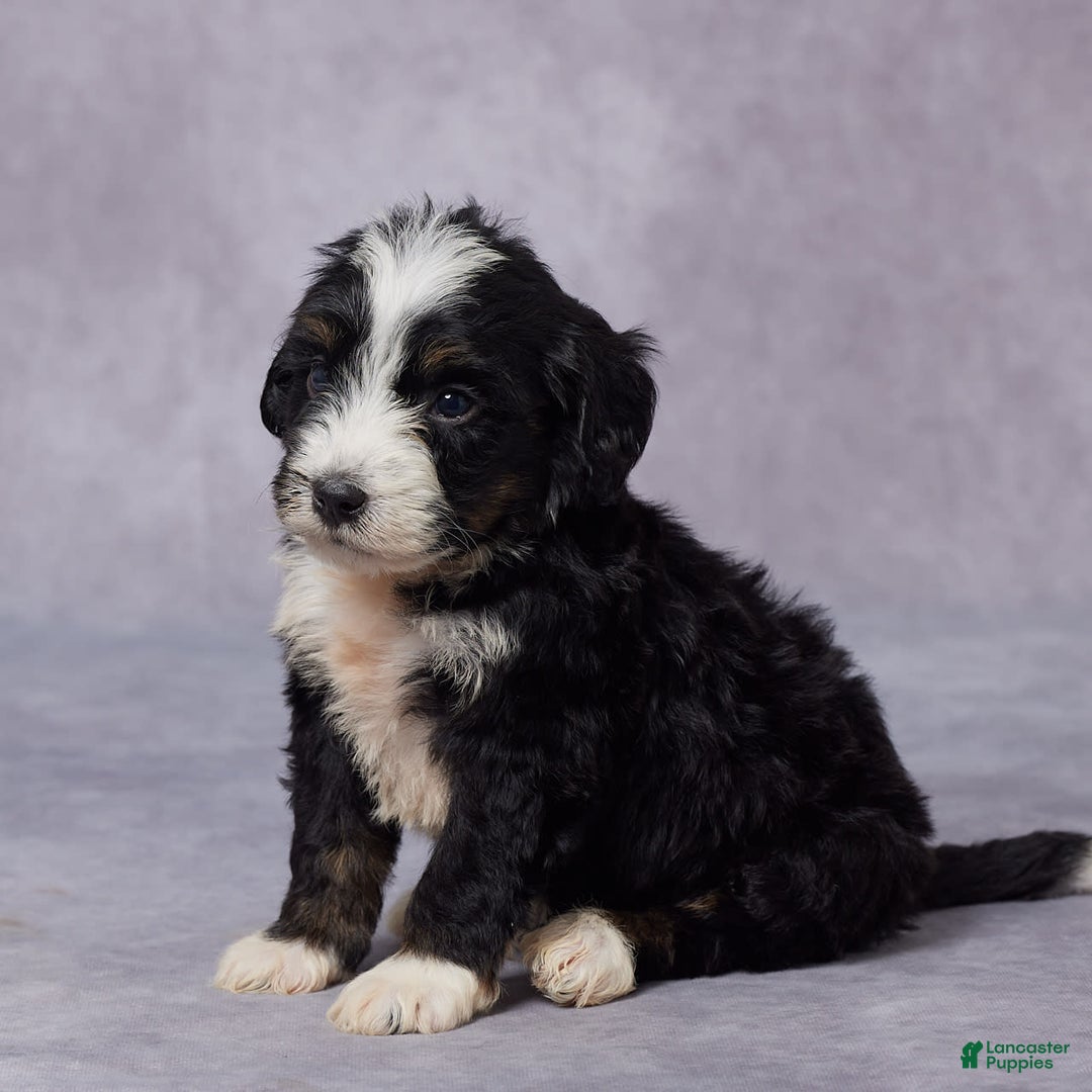 Mini Bernedoodle dogs for sale: Clay - Image 2