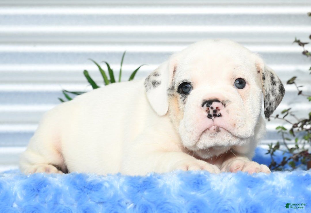 Beabull dogs for sale: Irving - Image 7