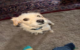 Border Terrier dogs for sale: Benji - Image 5