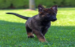 German Shepherd dogs for sale: Rolf - Image 16