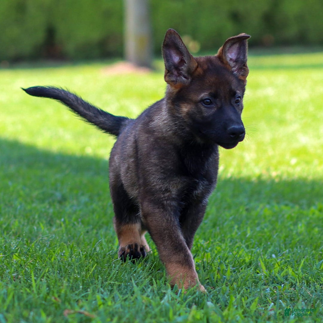 German Shepherd dogs for sale: Rolf - Image 16