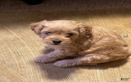 Cockapoo dogs for sale: Clyde - Image 7