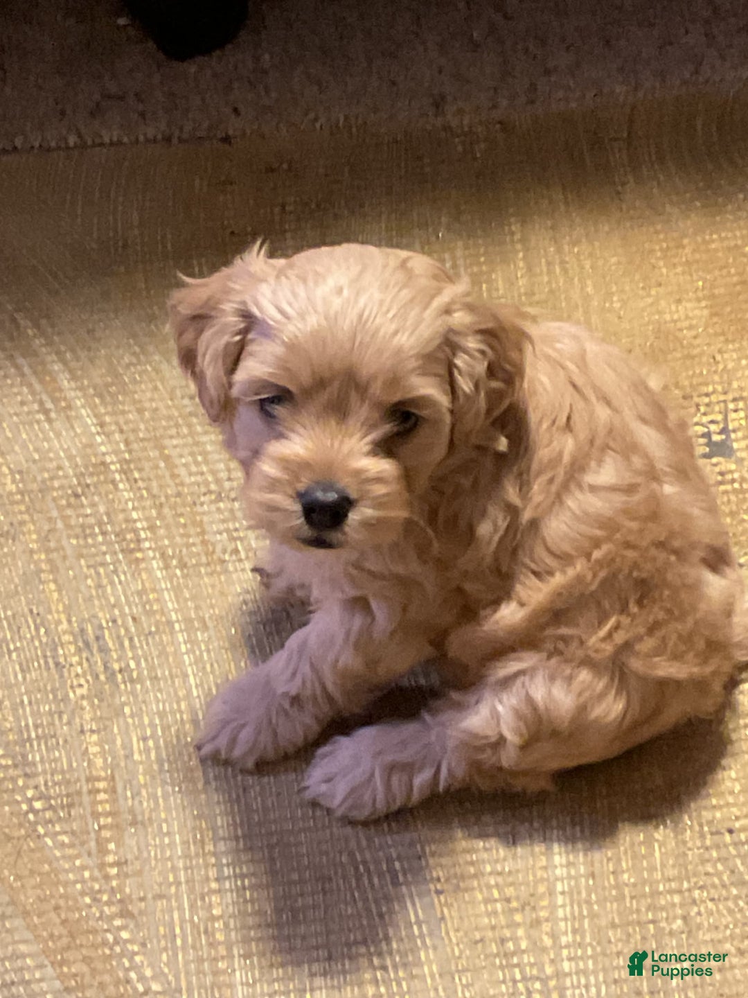 Cockapoo dogs for sale: Clyde - Image 7