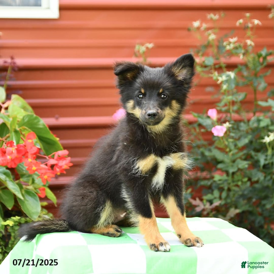 Shetland Sheepdog dogs for sale: Pluto - Image 8