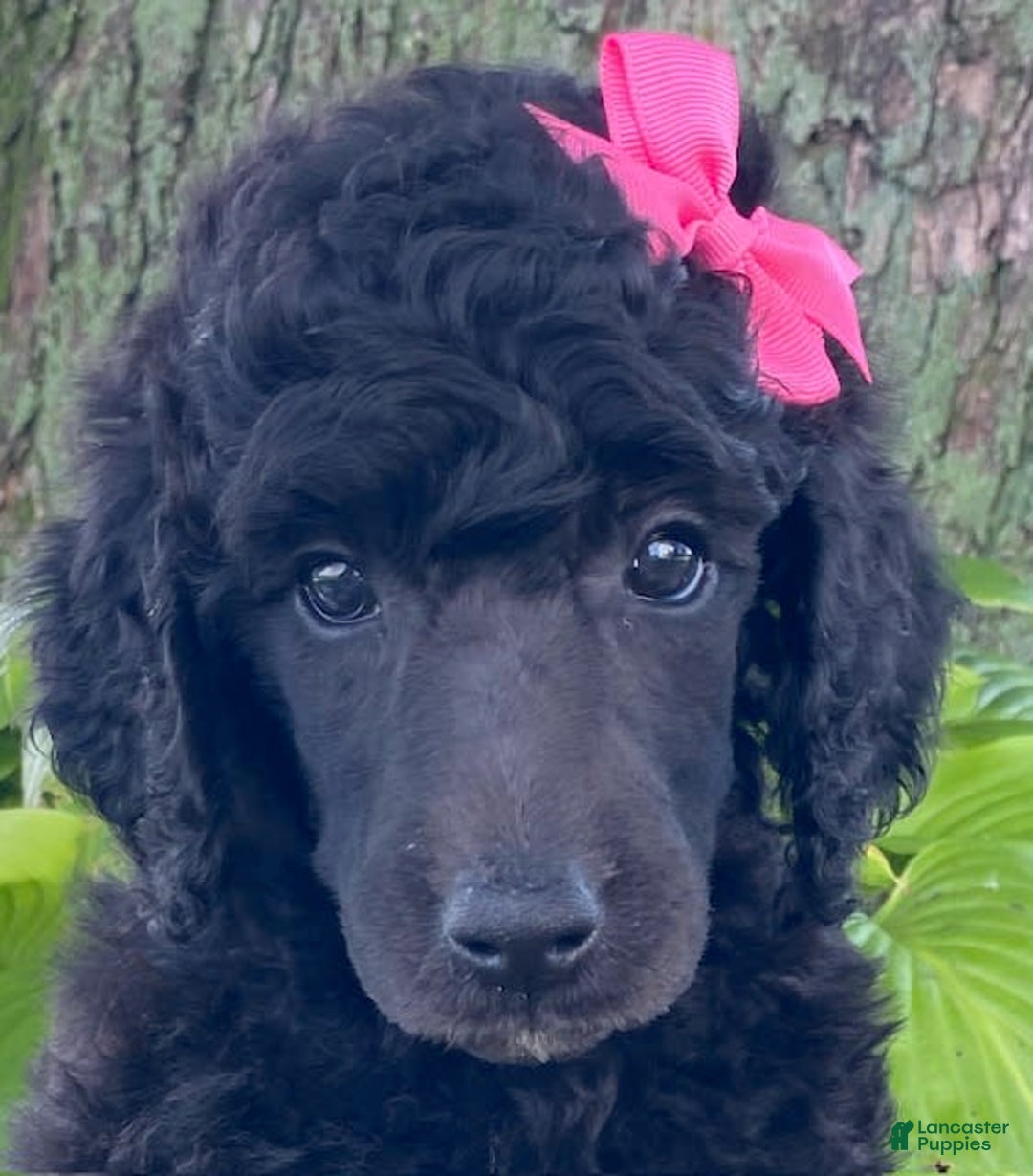 Standard Poodle dogs for sale: Rosebud - Image 4