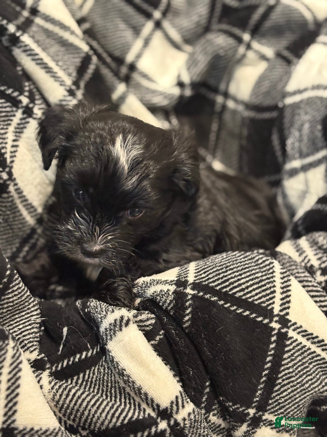 Morkie dogs for sale: Manny - Image 5