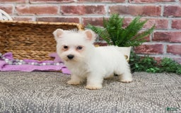 West Highland Terrier dogs for sale: Dominique - Image 1