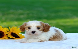 Cavapoo dogs for sale: Mason - Image 3