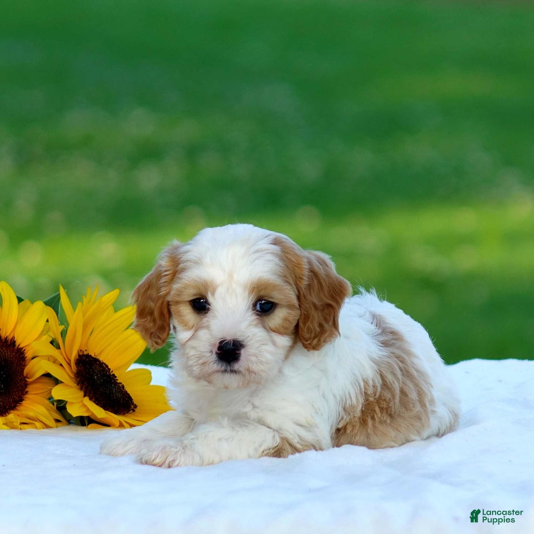 Cavapoo dogs for sale: Mason - Image 3