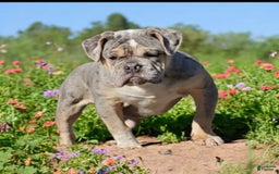 English Bulldog dogs for sale: Venus - Image 15