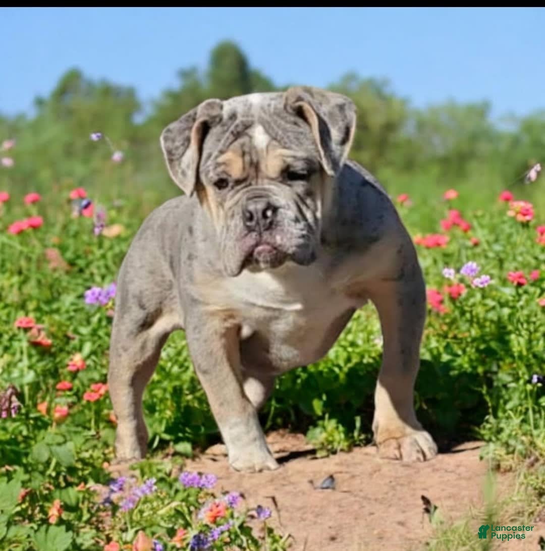 English Bulldog dogs for sale: Venus - Image 15