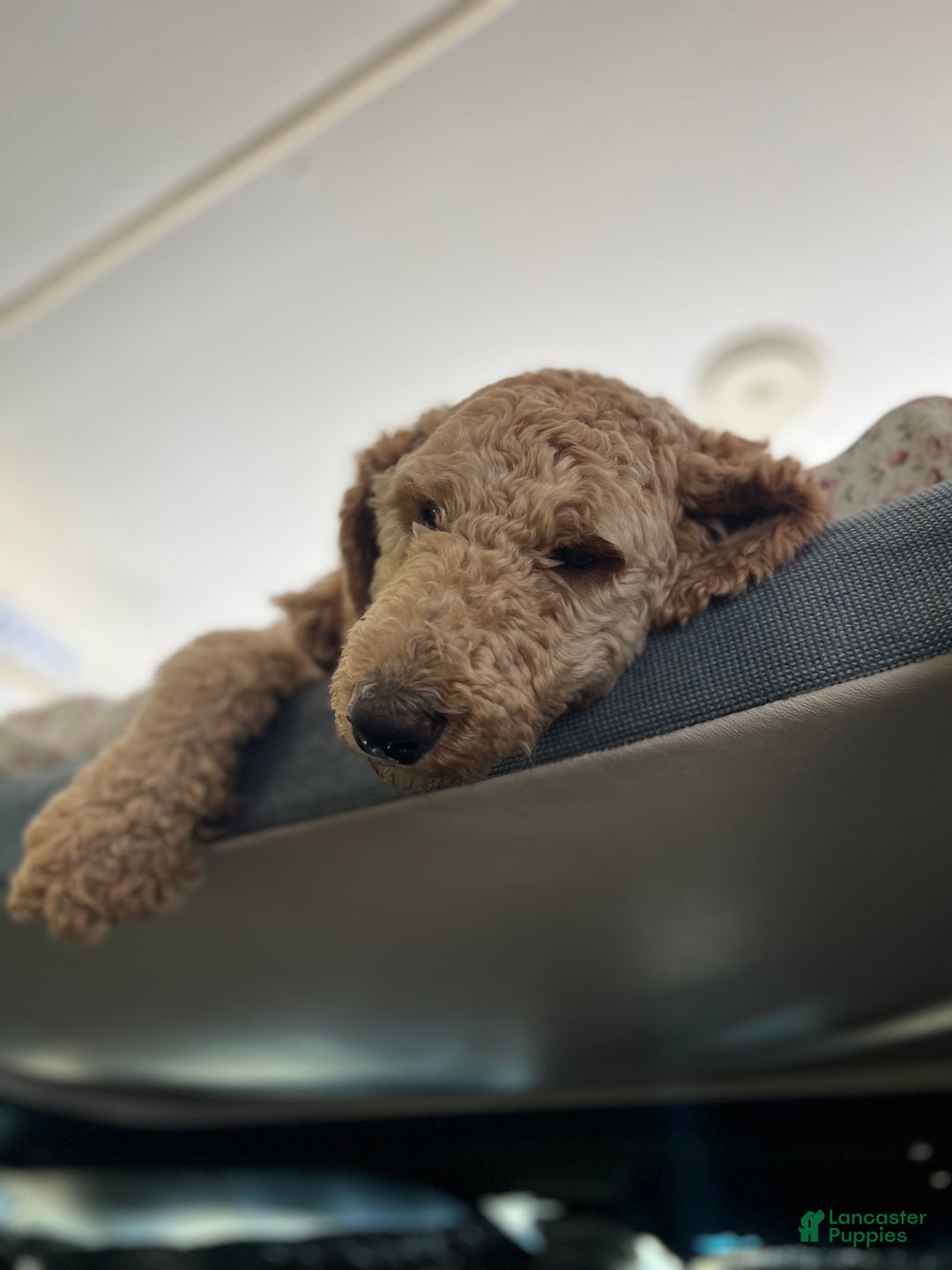 Goldendoodle dogs for sale: Multigenerational Mini Goldendoodles - Image 9