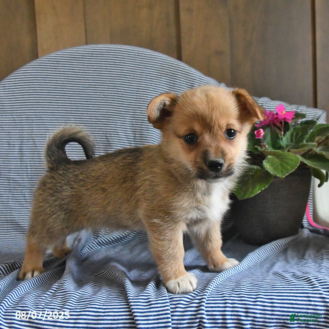 Welsh Corgi Pembroke dogs for sale: Cleo - Image 3