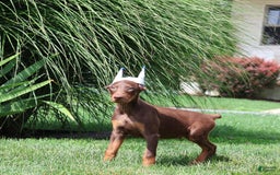 Doberman Pinscher dogs for sale: Bruno - Image 2