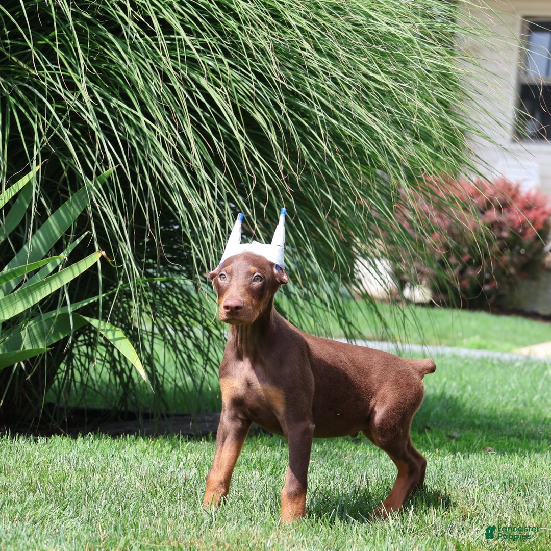 Doberman Pinscher dogs for sale: Bruno - Image 2