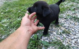 Norwegian Elkhound dogs for sale: Sweetheart - Image 2