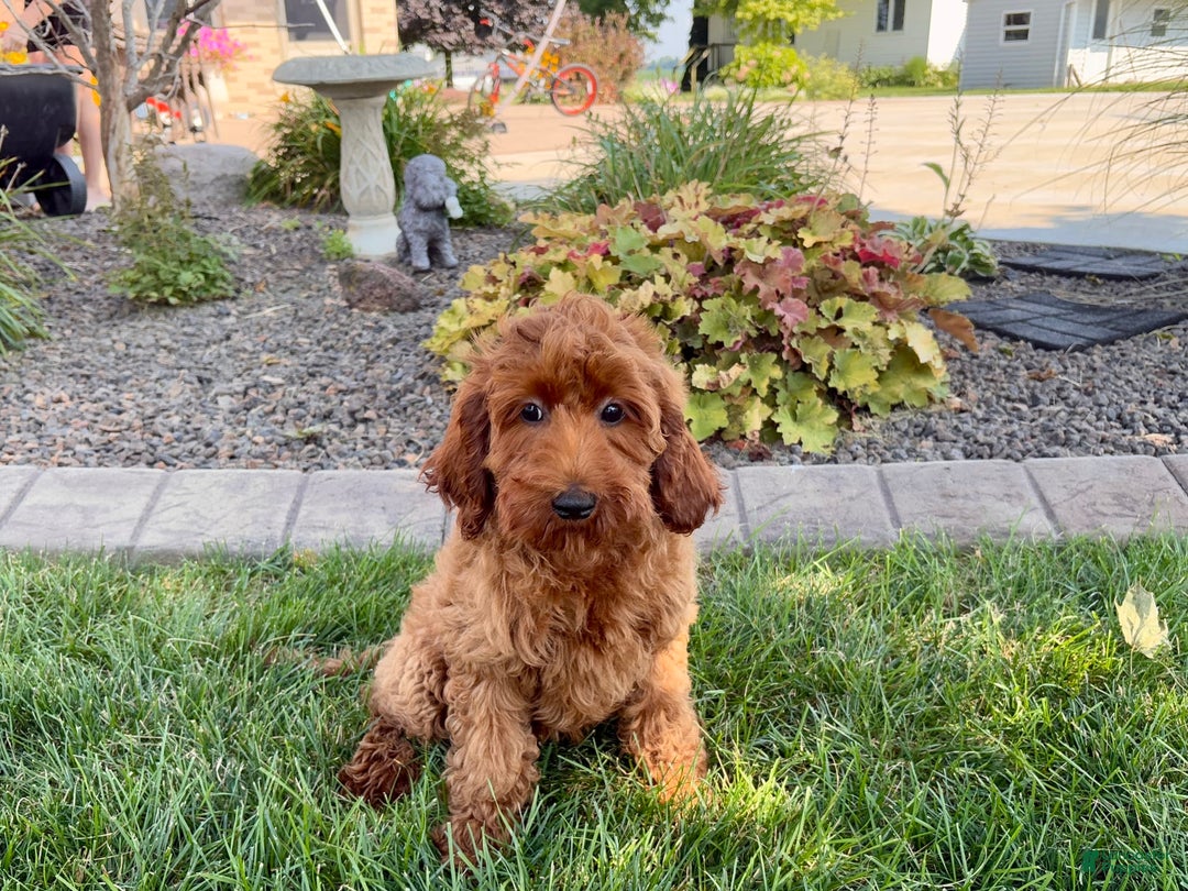 Cockapoo dogs for sale: Shellie - Image 3
