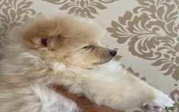 Pomeranian dogs for sale: Sally - Image 5